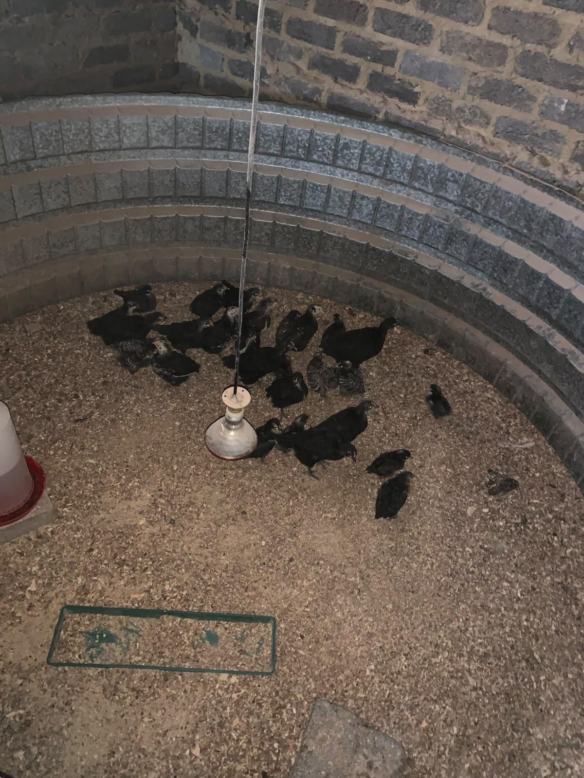 Austrolop chicks x 10