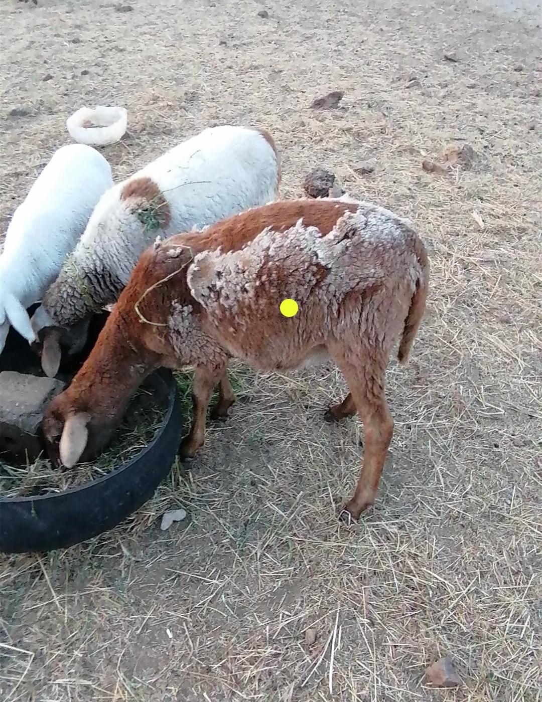 Young Meatmaster Ewe