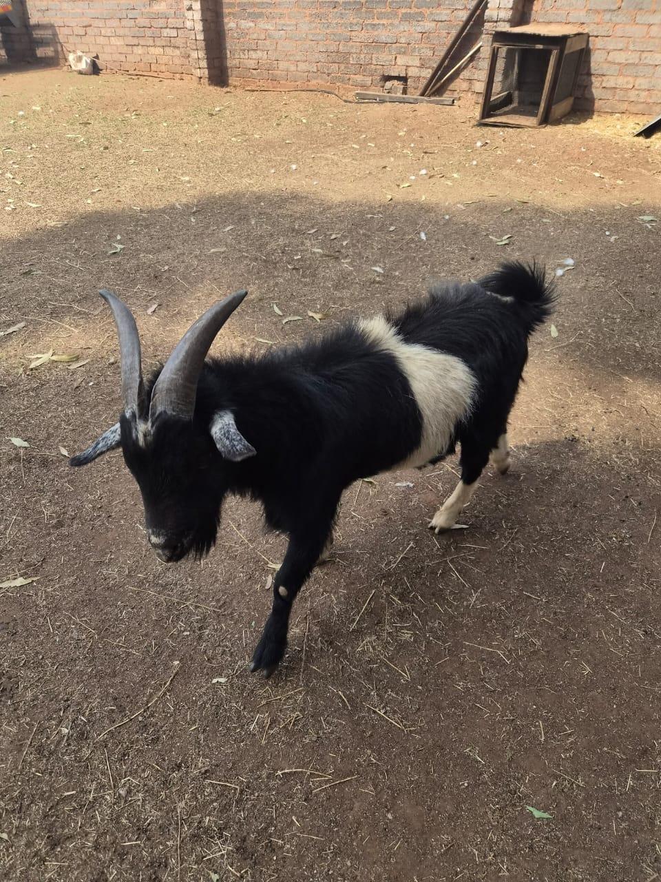 Nigerian Dwarf Goat