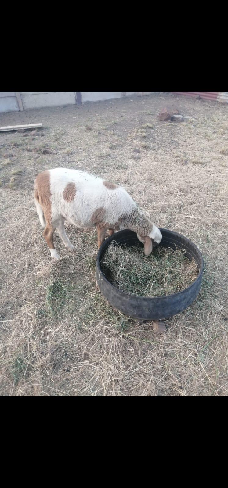 Meatmaster ewe