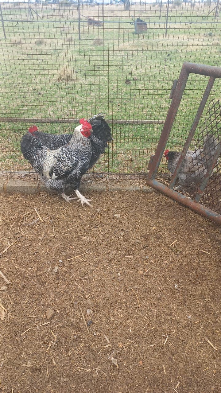 Black and White Barred Rooster