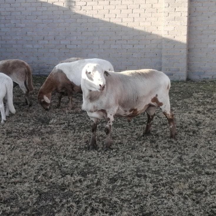 quality Meatmaster ram