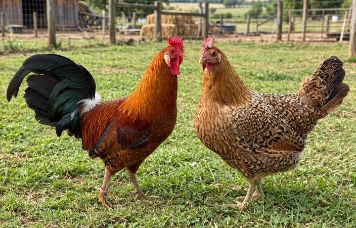 Sicilian Buttercup Breeding Pair