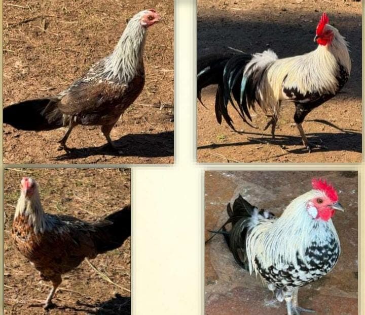 Silver Duckwing Phenixtail Bantam roosters x 8