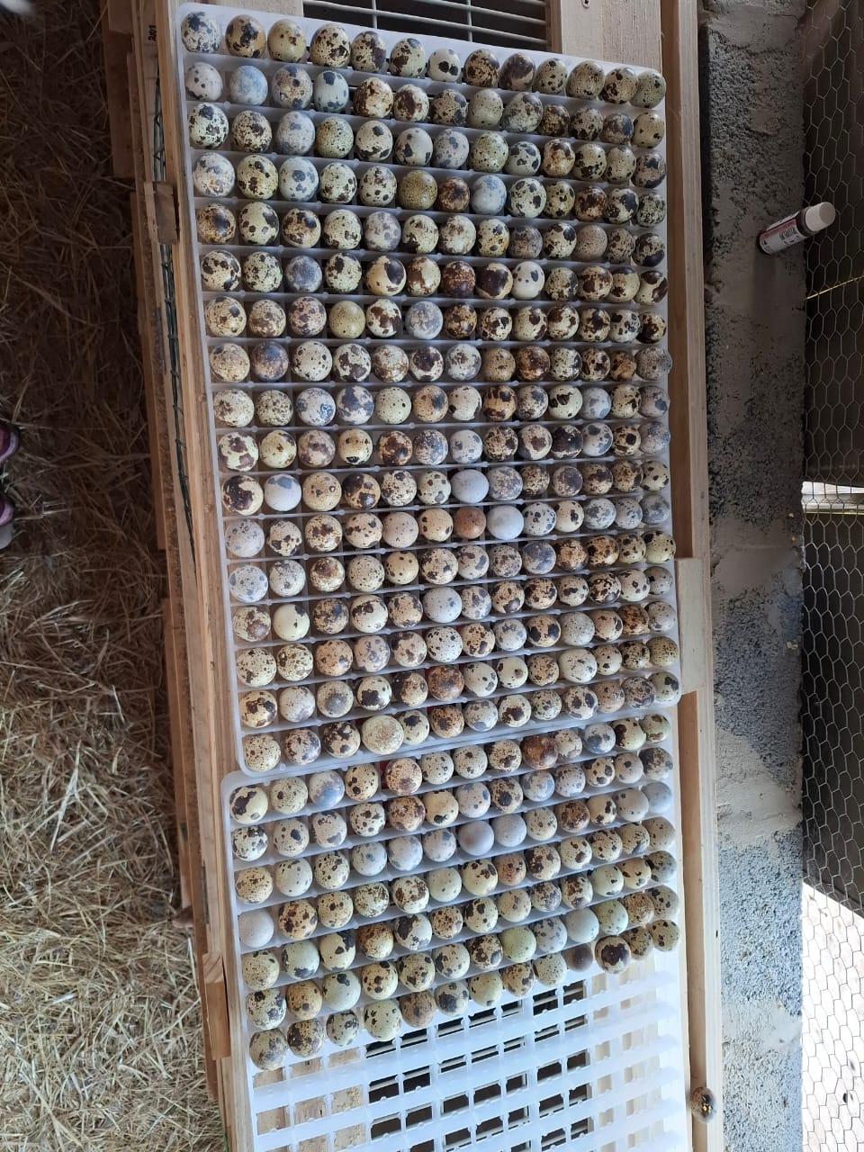 1000 Quail Eggs