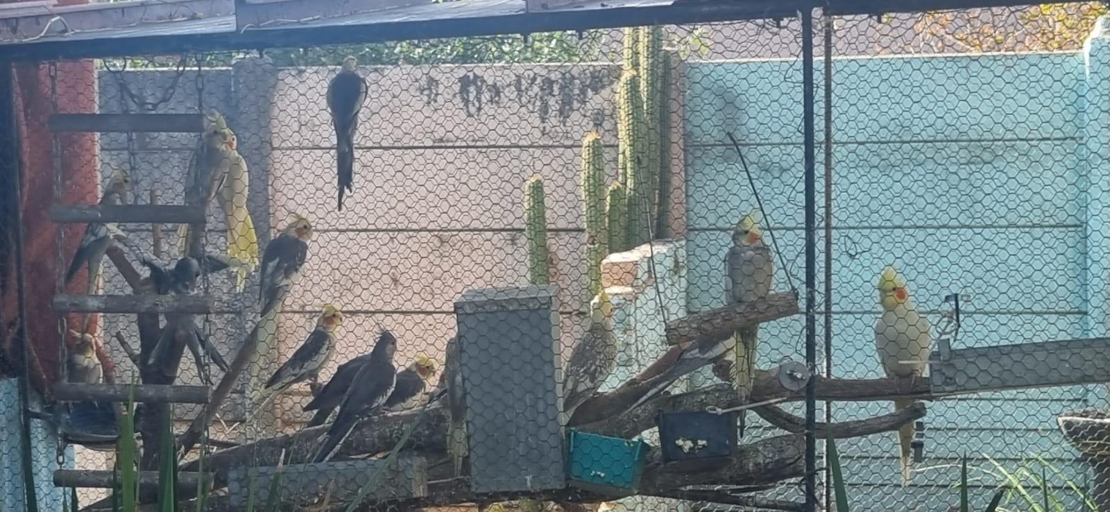 40 x Cockatiels