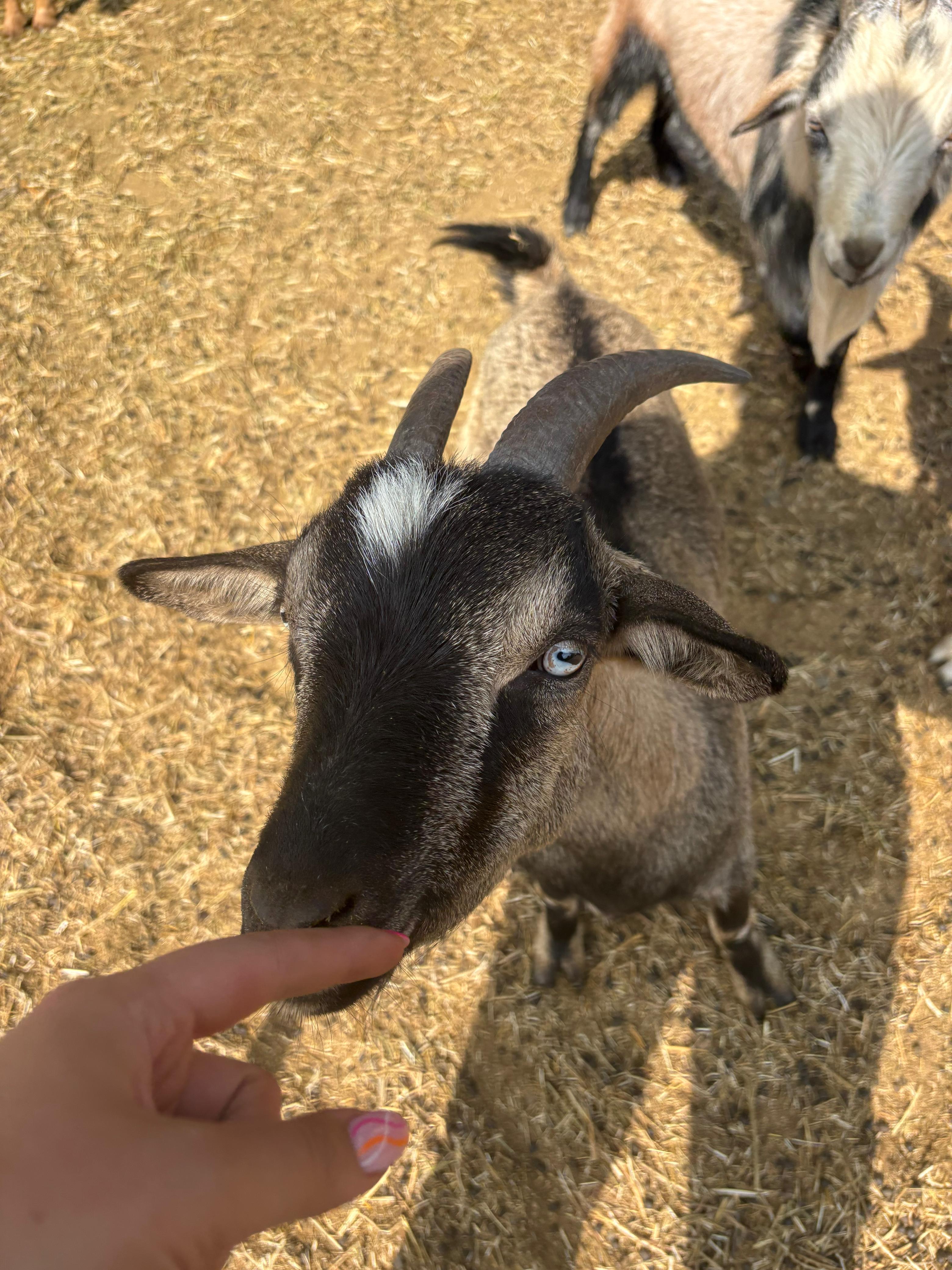 Nigerian Dwarf goat x 4