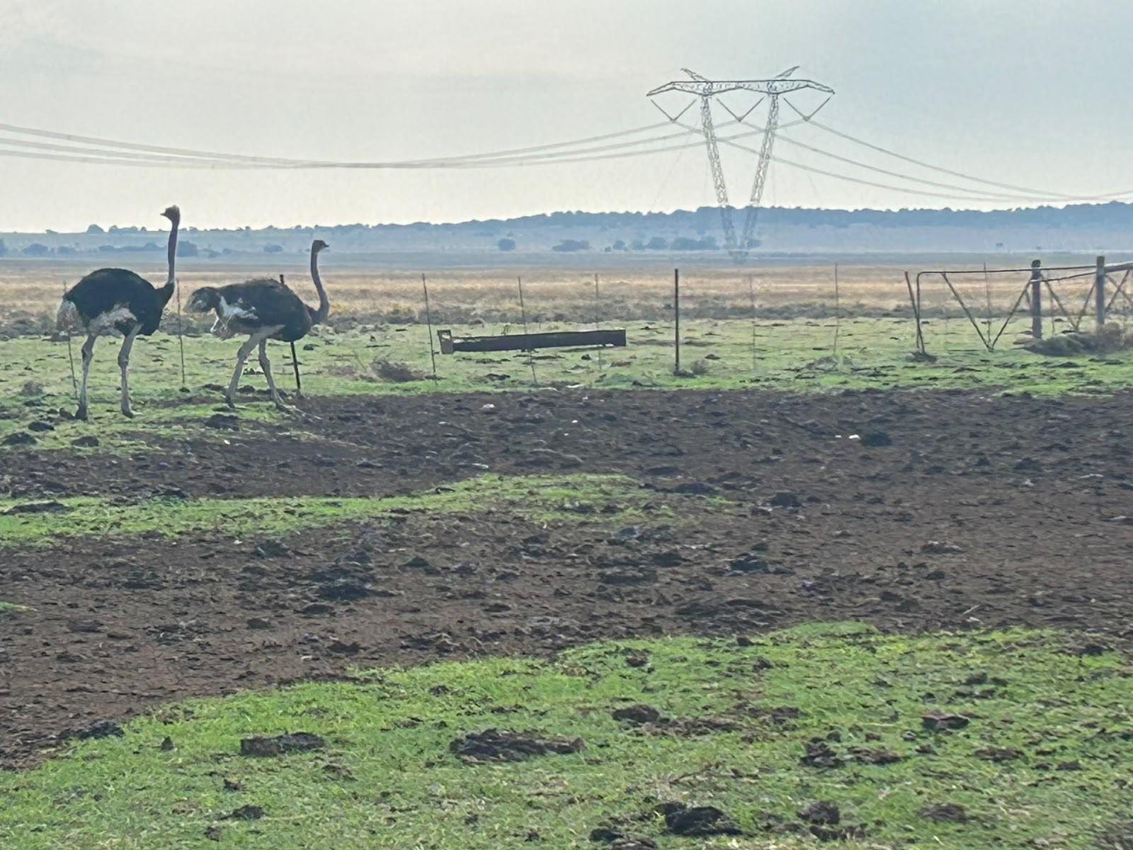 Breeding pair ostriches