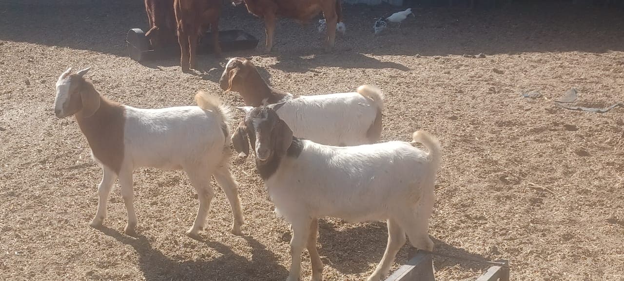 Boer Goats x 3