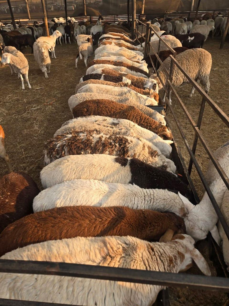 Meatmasters lambs ewes and ram lambs
