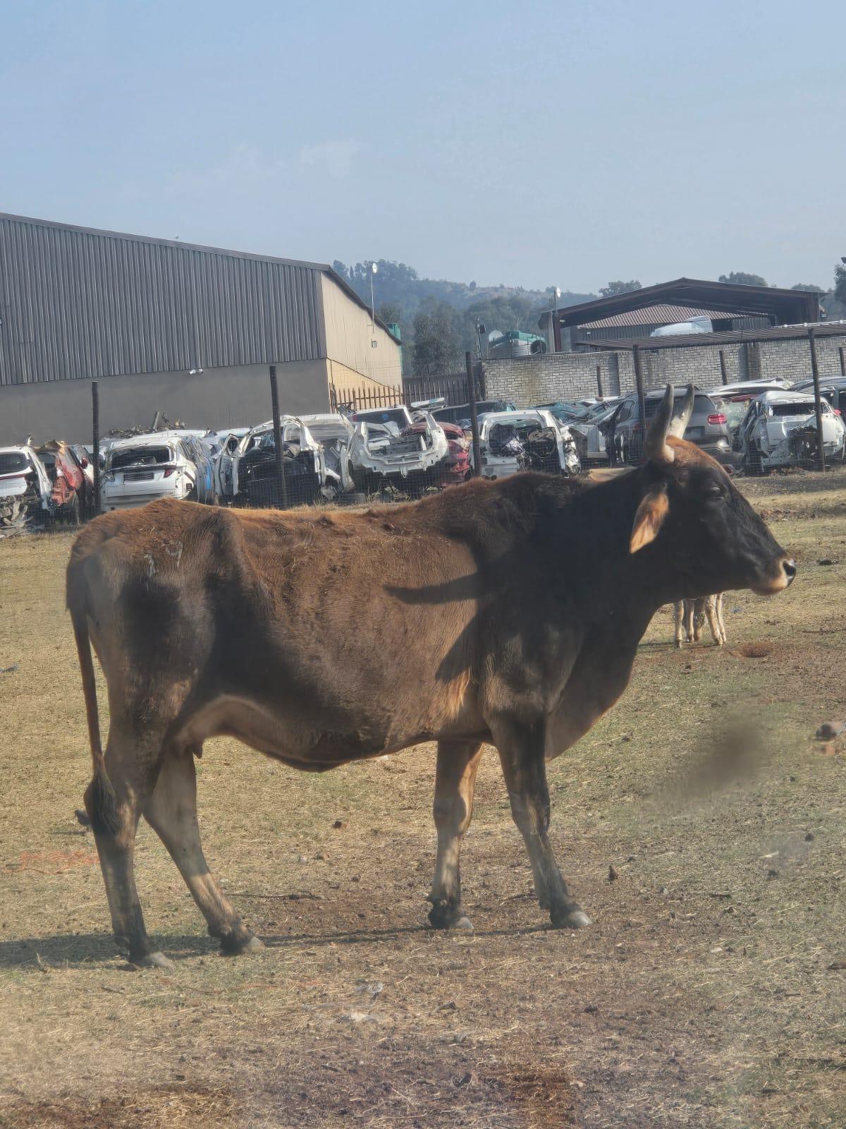 Cow