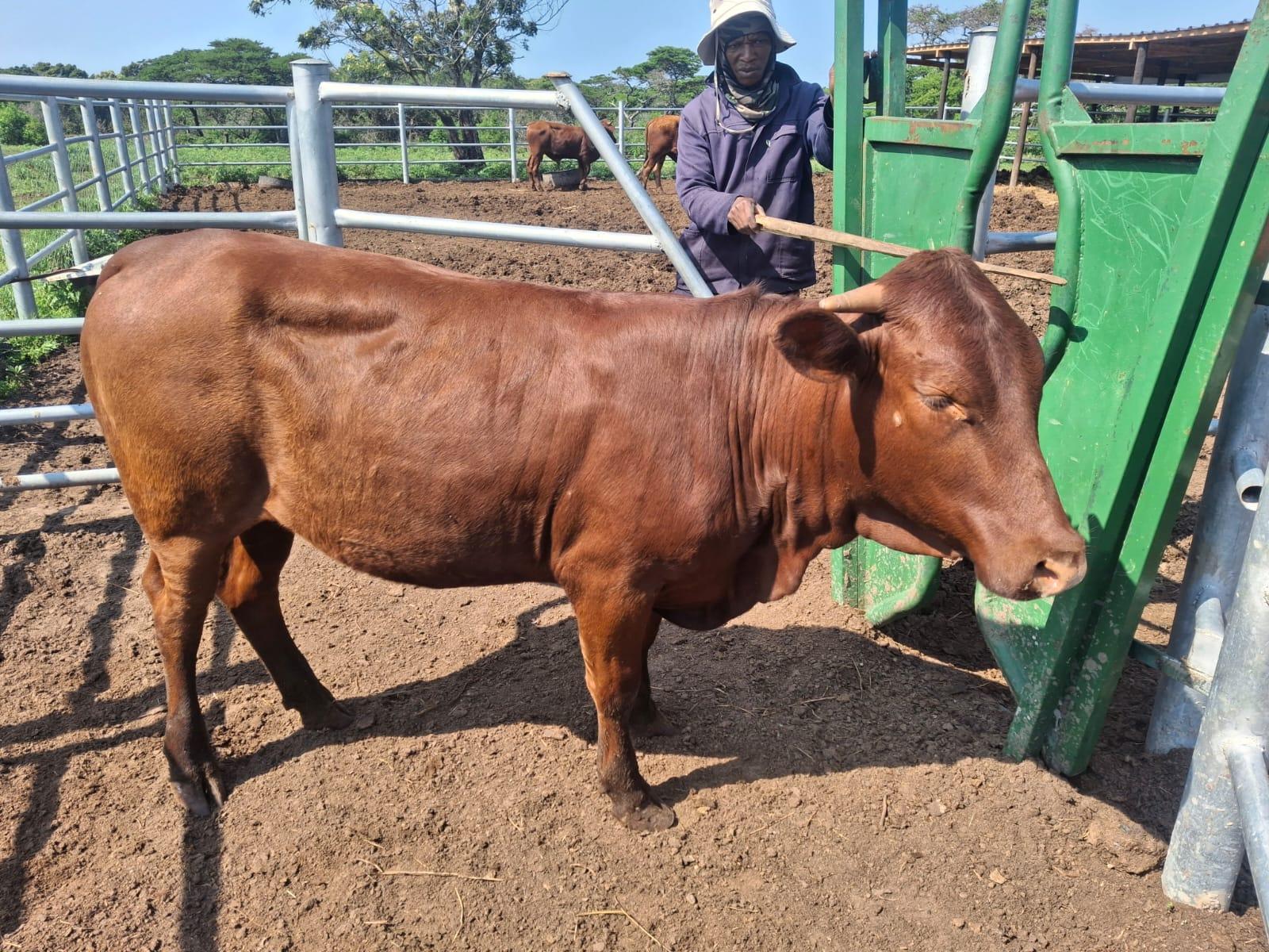 Bonsmara heifers x 15