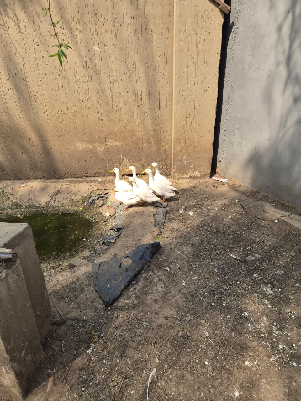 6 kwakker ducks