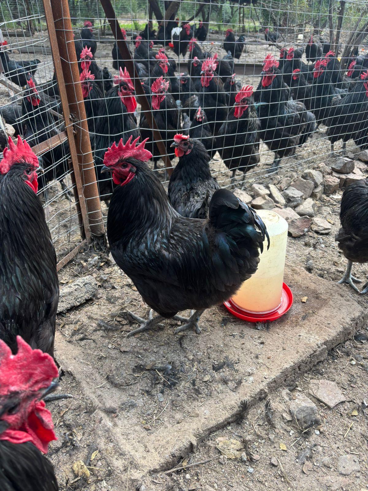 Australorp Rosters