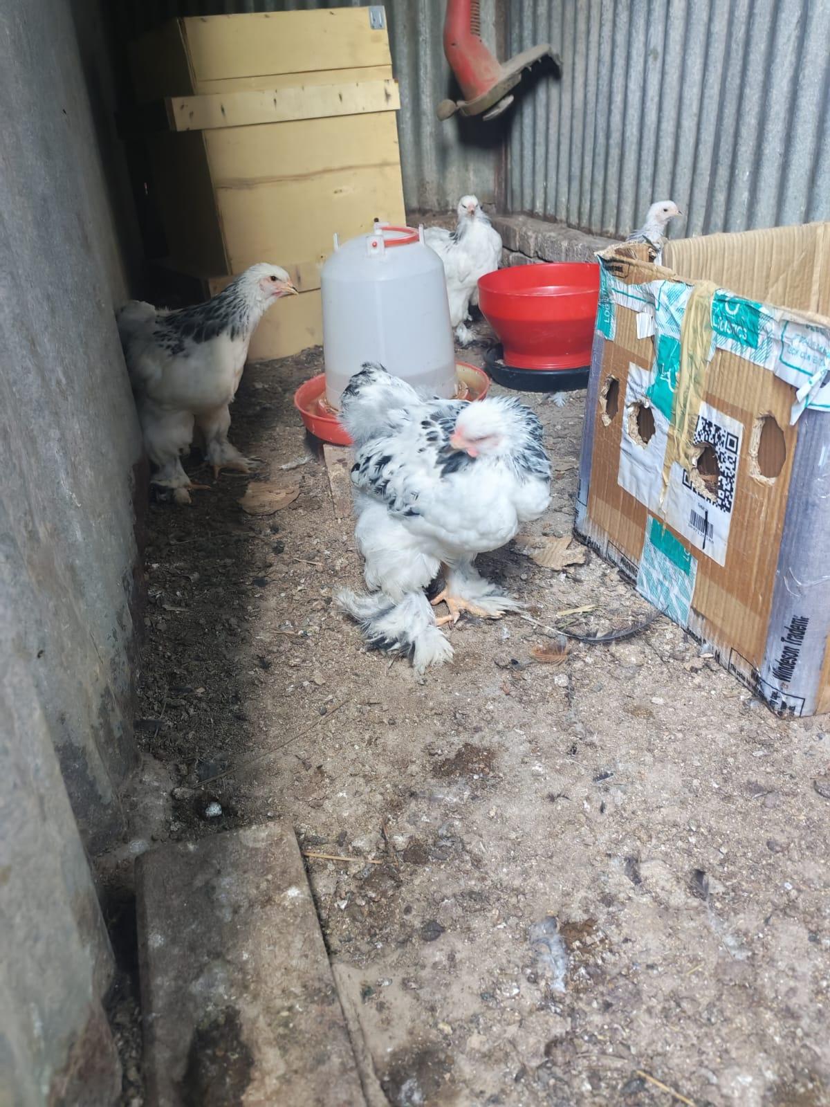 5 x Light Colombian Chicks