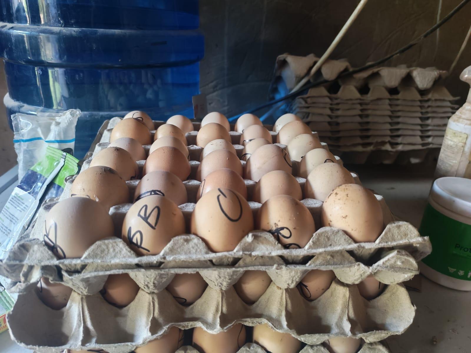 Black Brahma Eggs