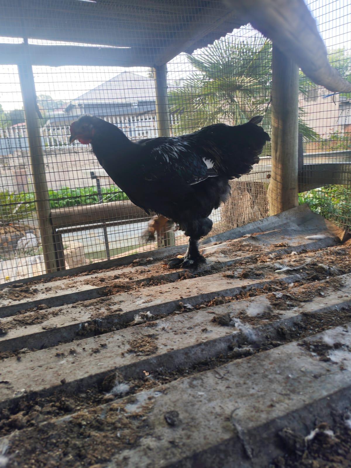 Brahma Rooster