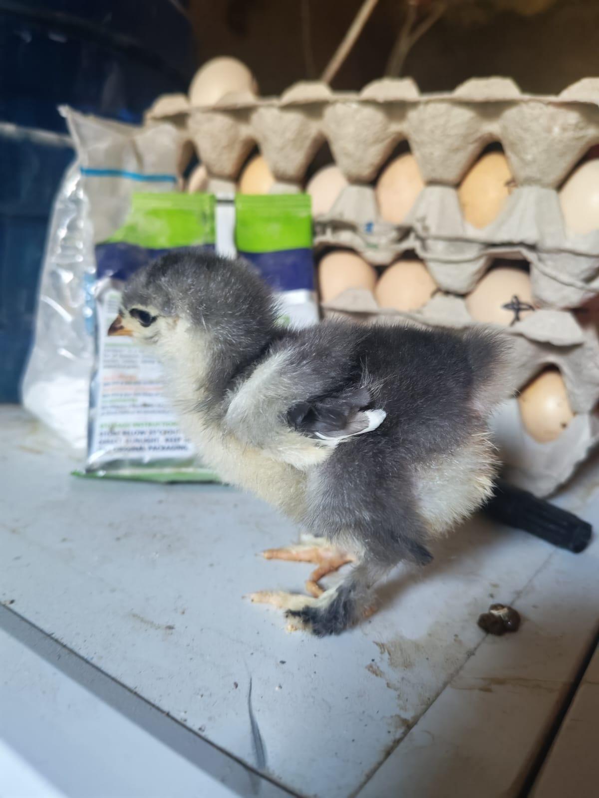 11 x Black and blue brahma chicks