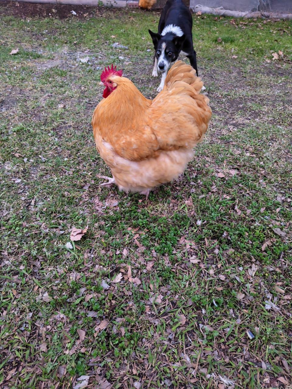 Buff Orpington rooster