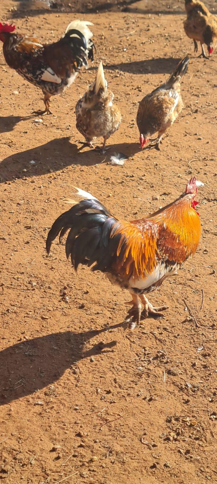 5 Bosvelder roosters
