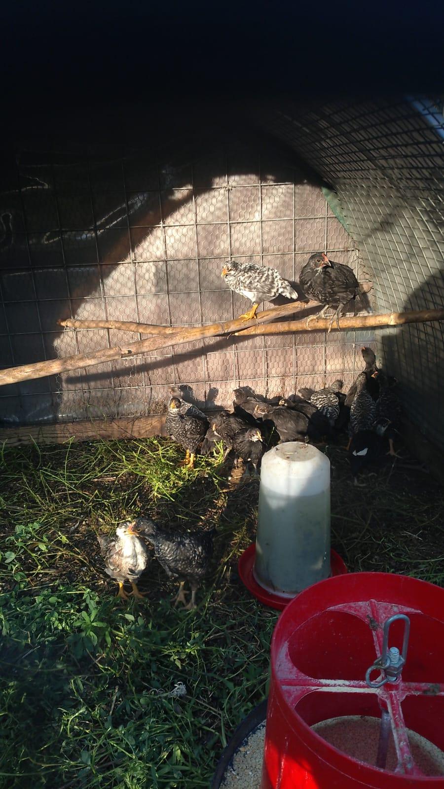 5 x Koekoek Chicks