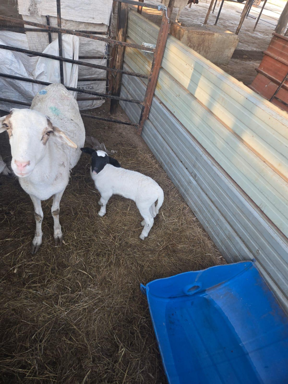 Meatmaster Ewe and Baby