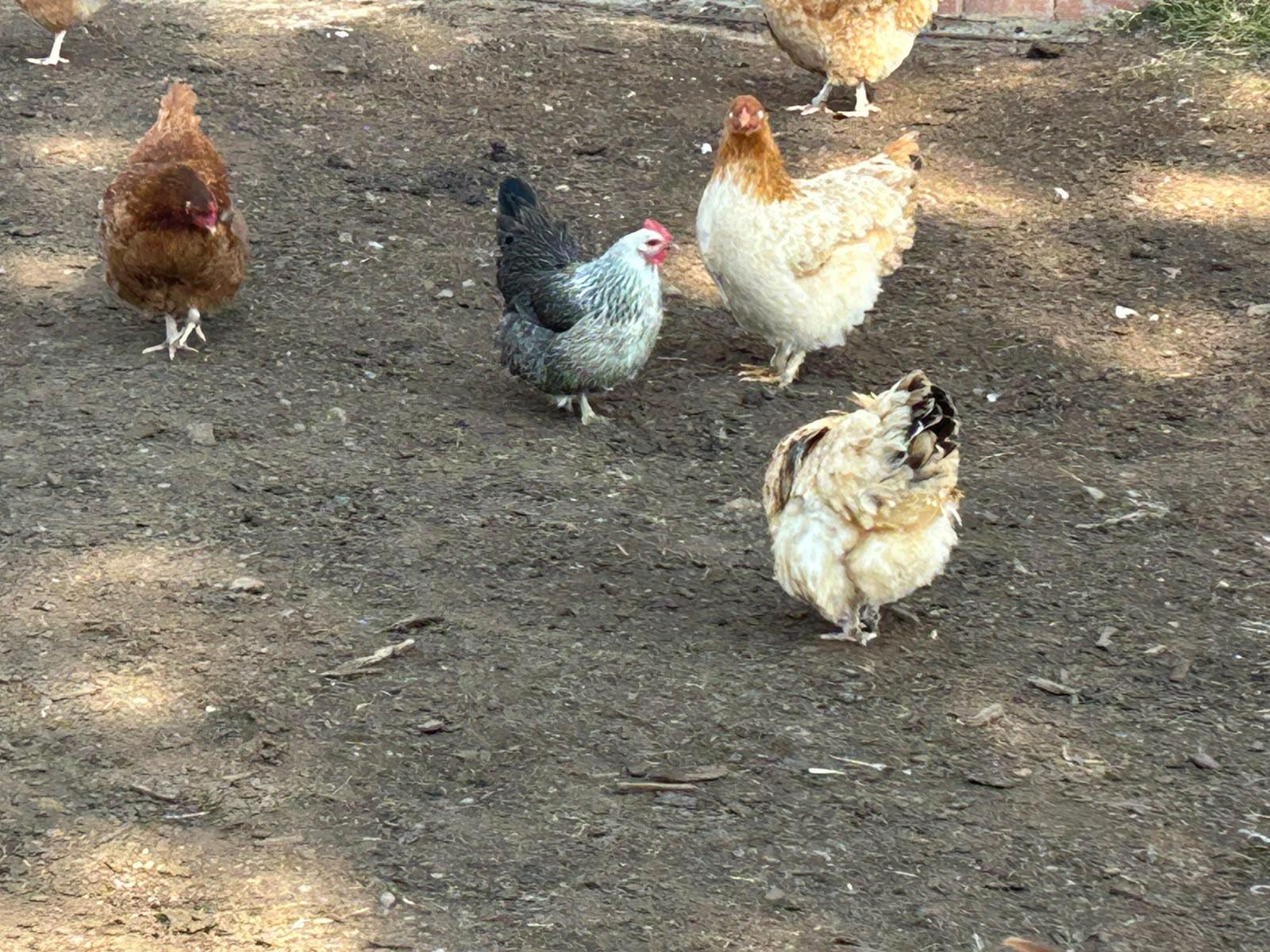 Farm Chickens x 15