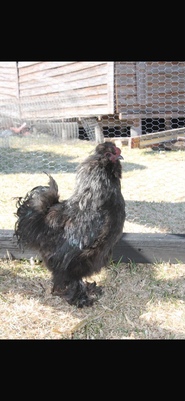 Black Silkie Rooster