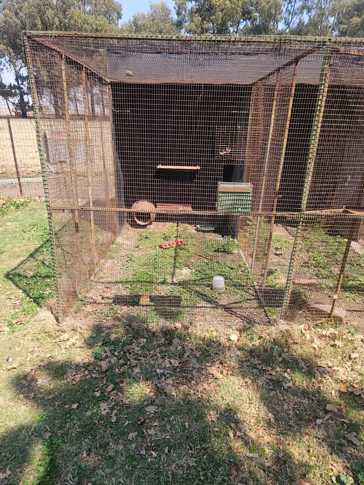 bird cage