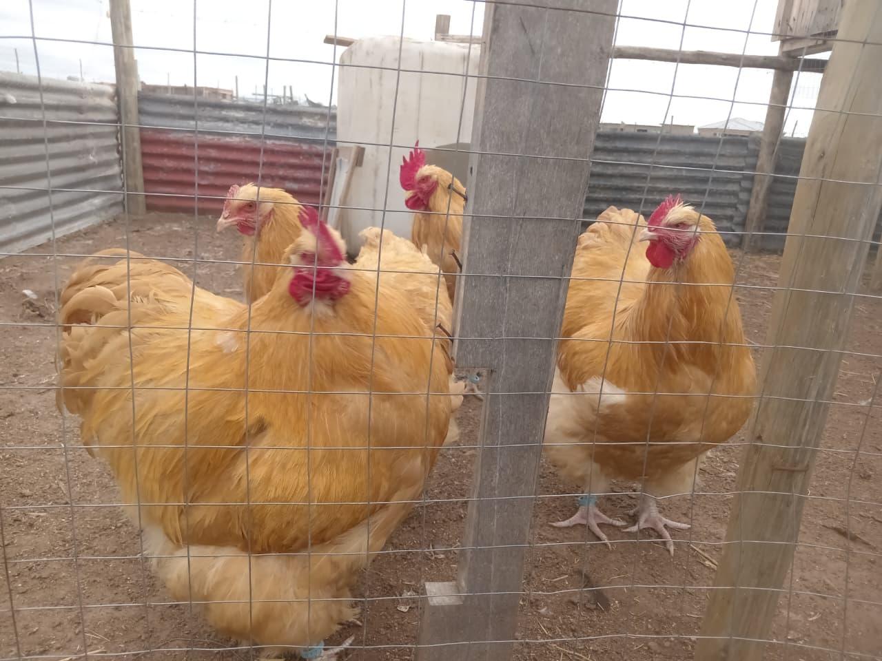 Buff Orpingtons