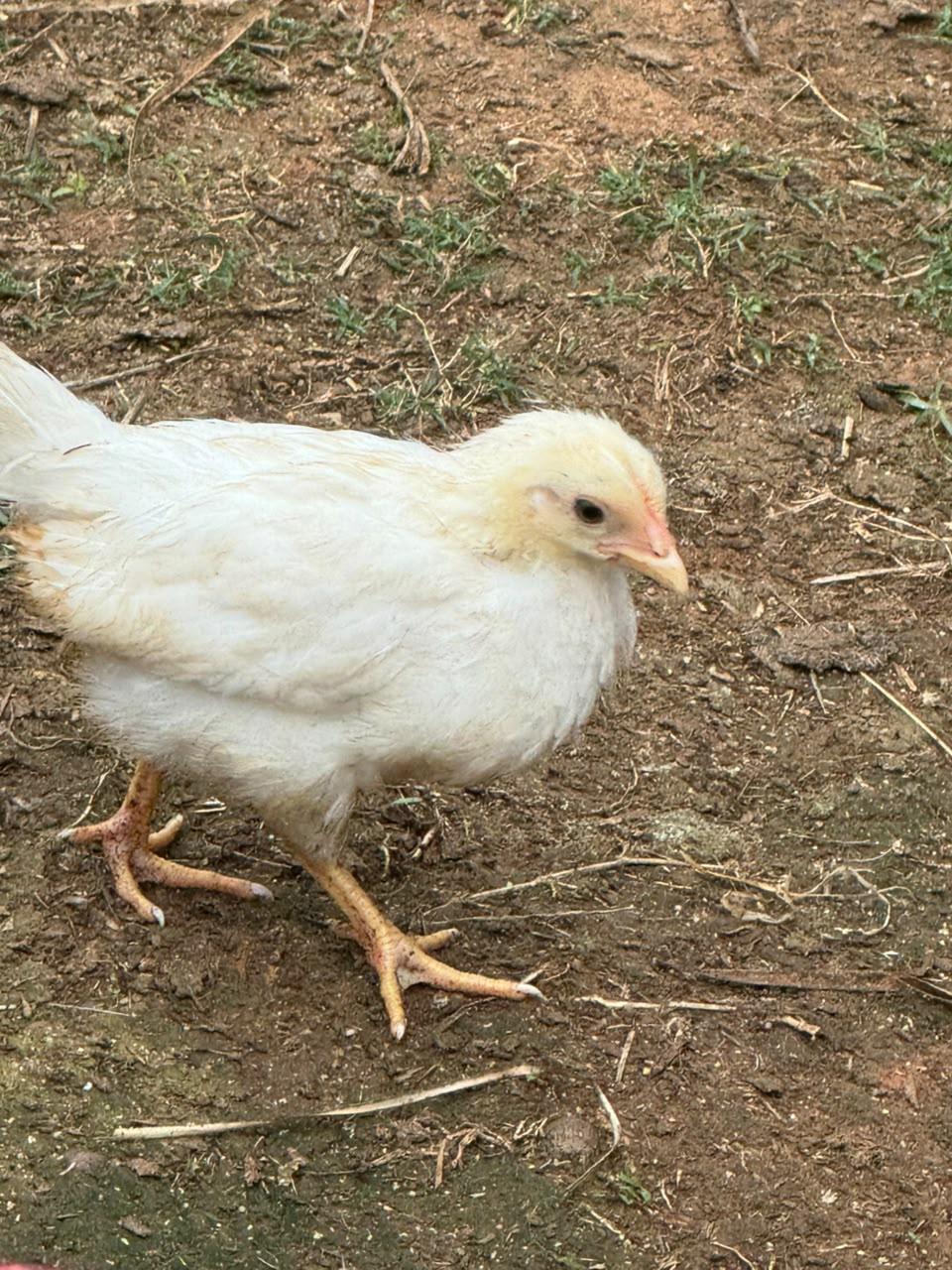 bosvelder chicks