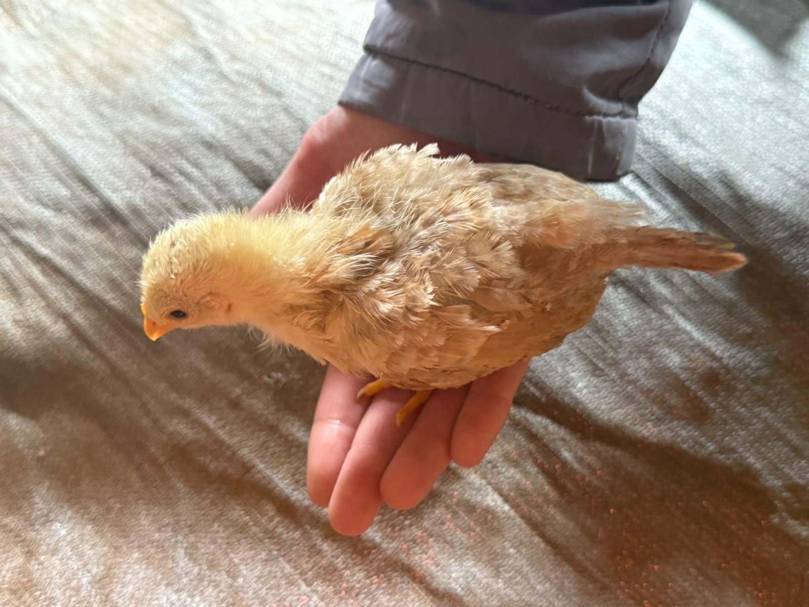 Japaneses bantam Chabo chicks