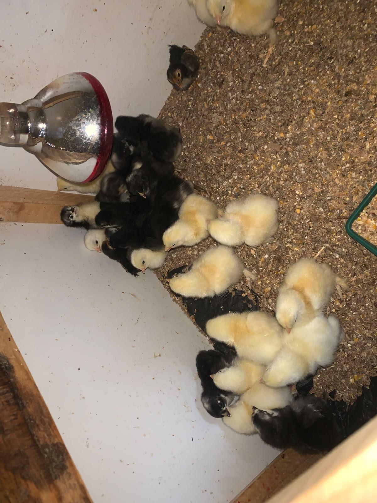 15 Light Columbian Brahma Chicks & 15 Austrolorp Chicks