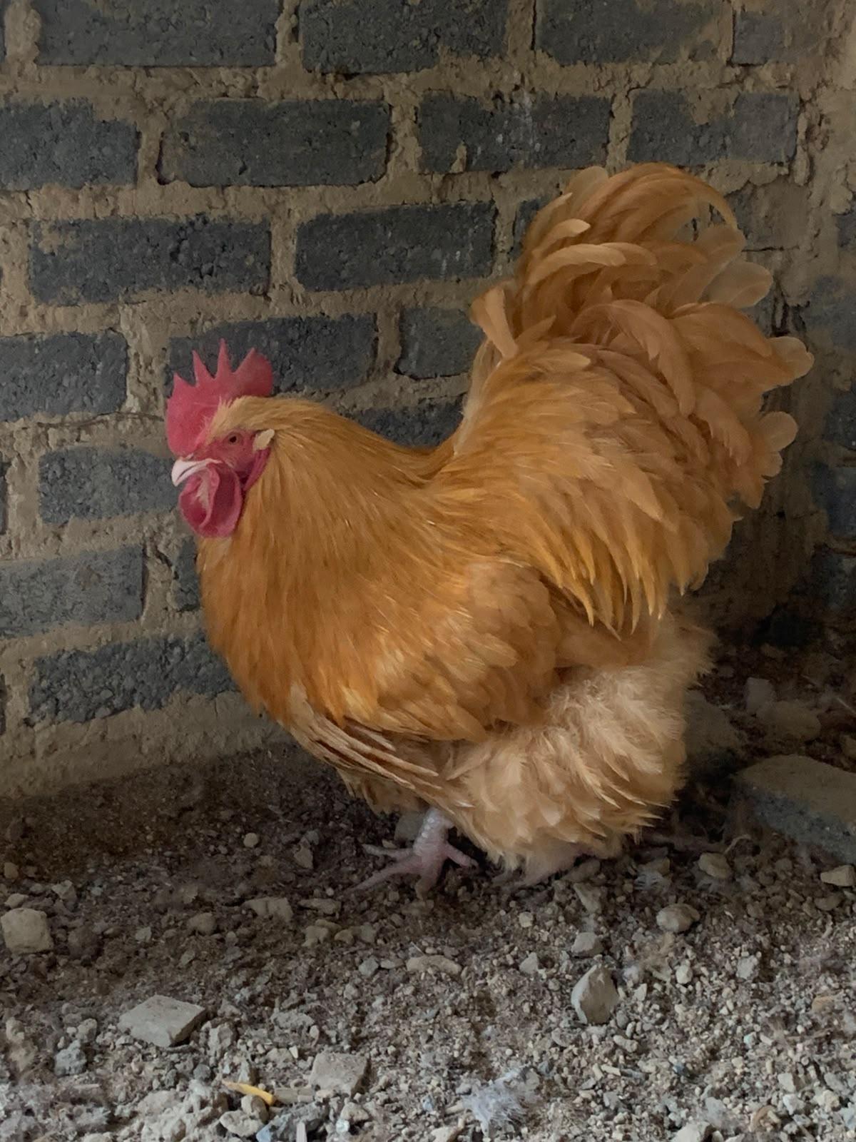 Buff Orpington Rooster