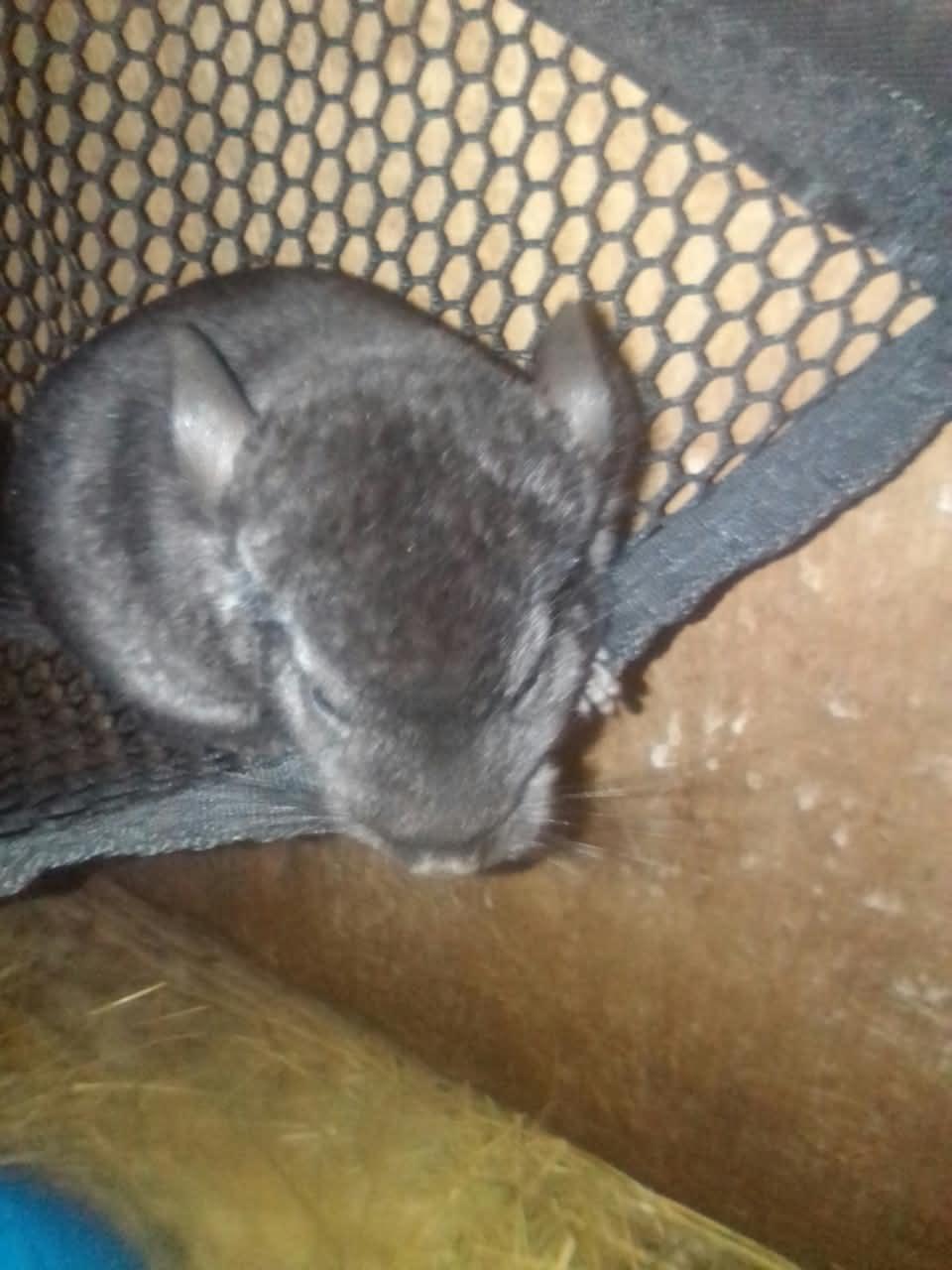 Baby Black Chinchilla