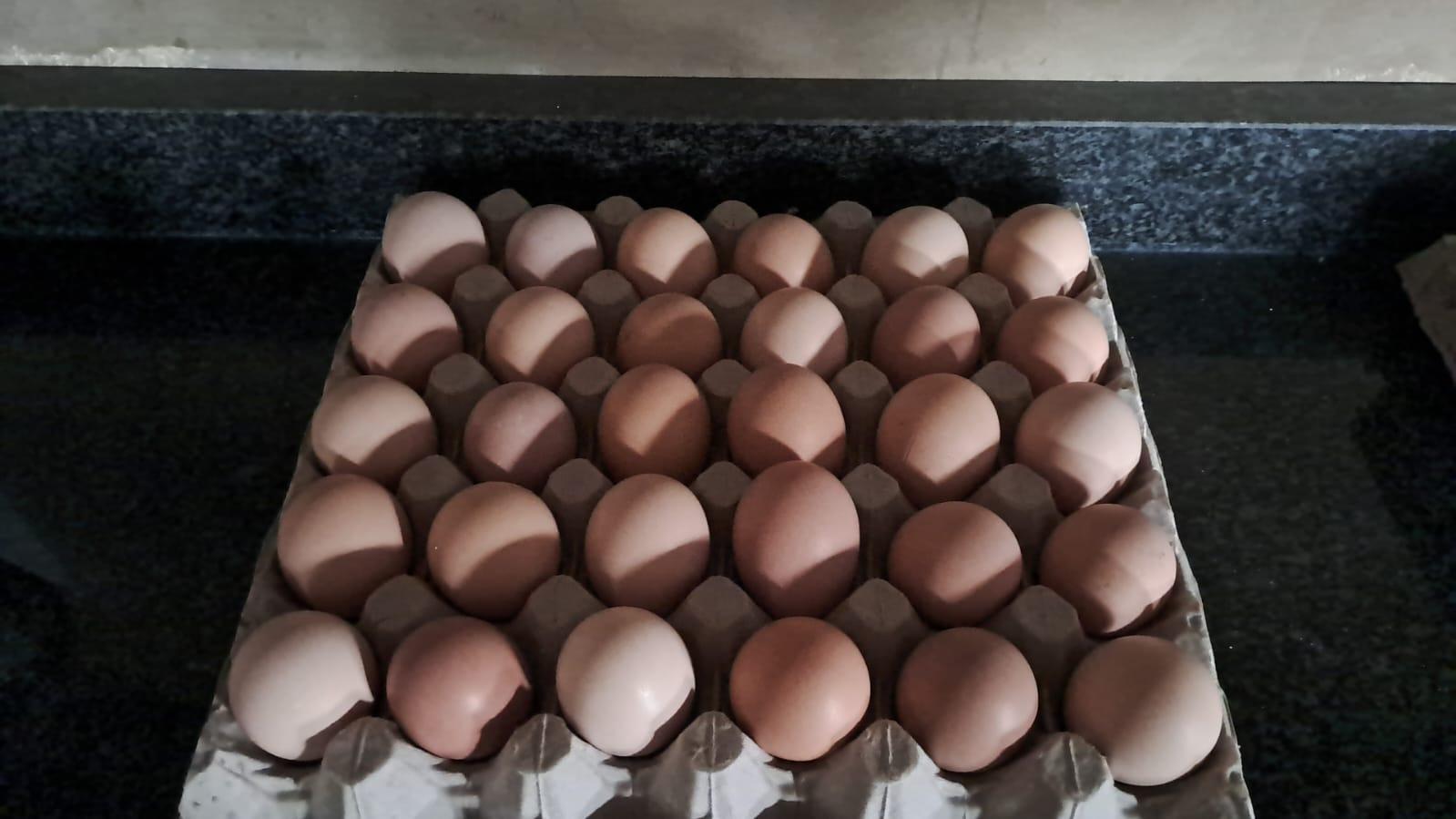 30 Fertile Eggs