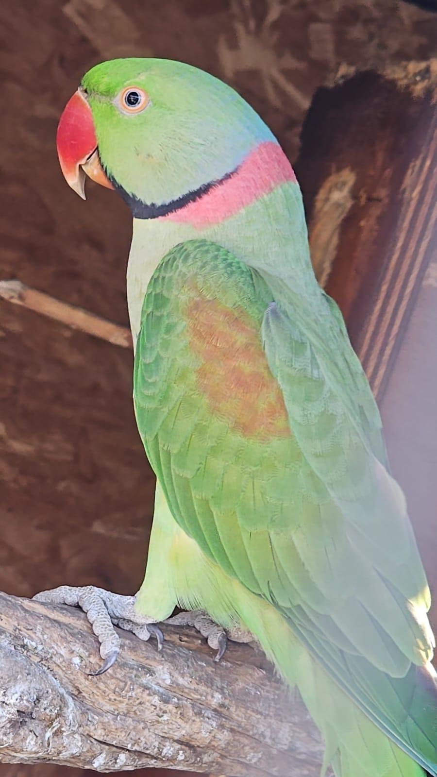 Breeding pair alexandrines