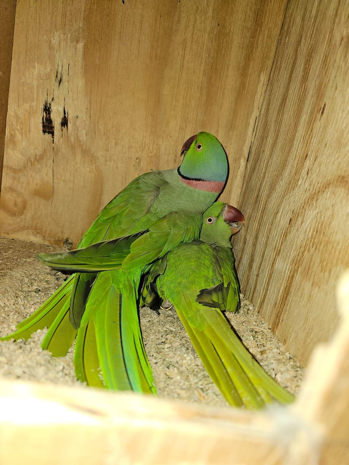 BREEDING PAIR