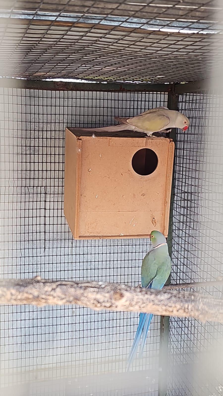 Breeding pair grey