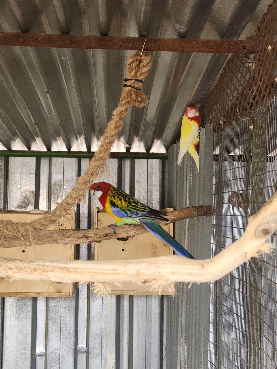 1 breeding pair goue mantels