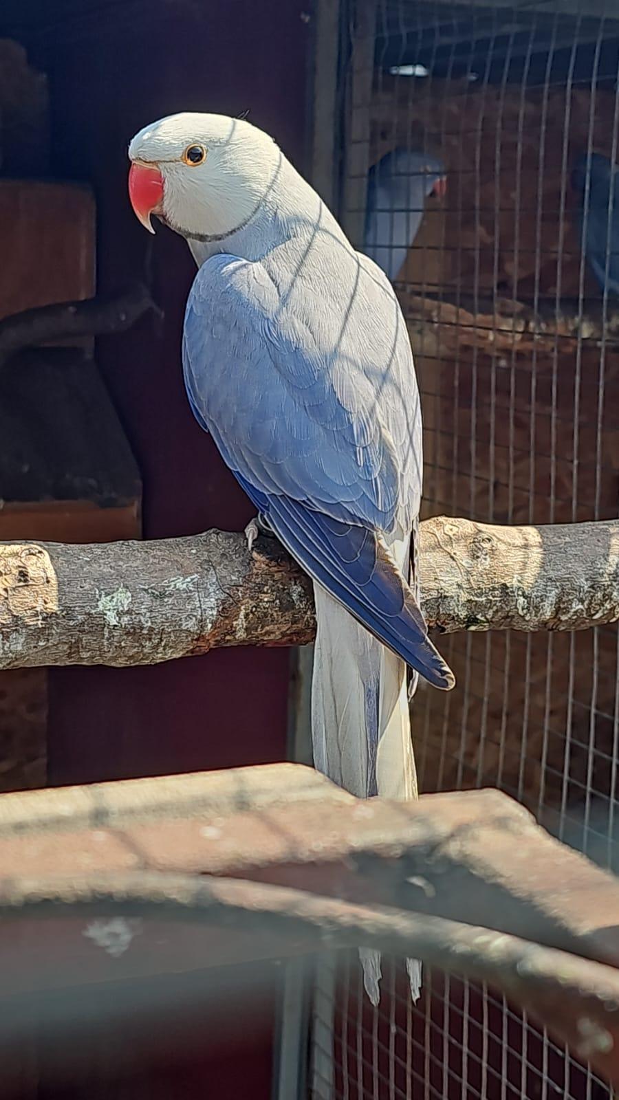 Voilet cleartale male