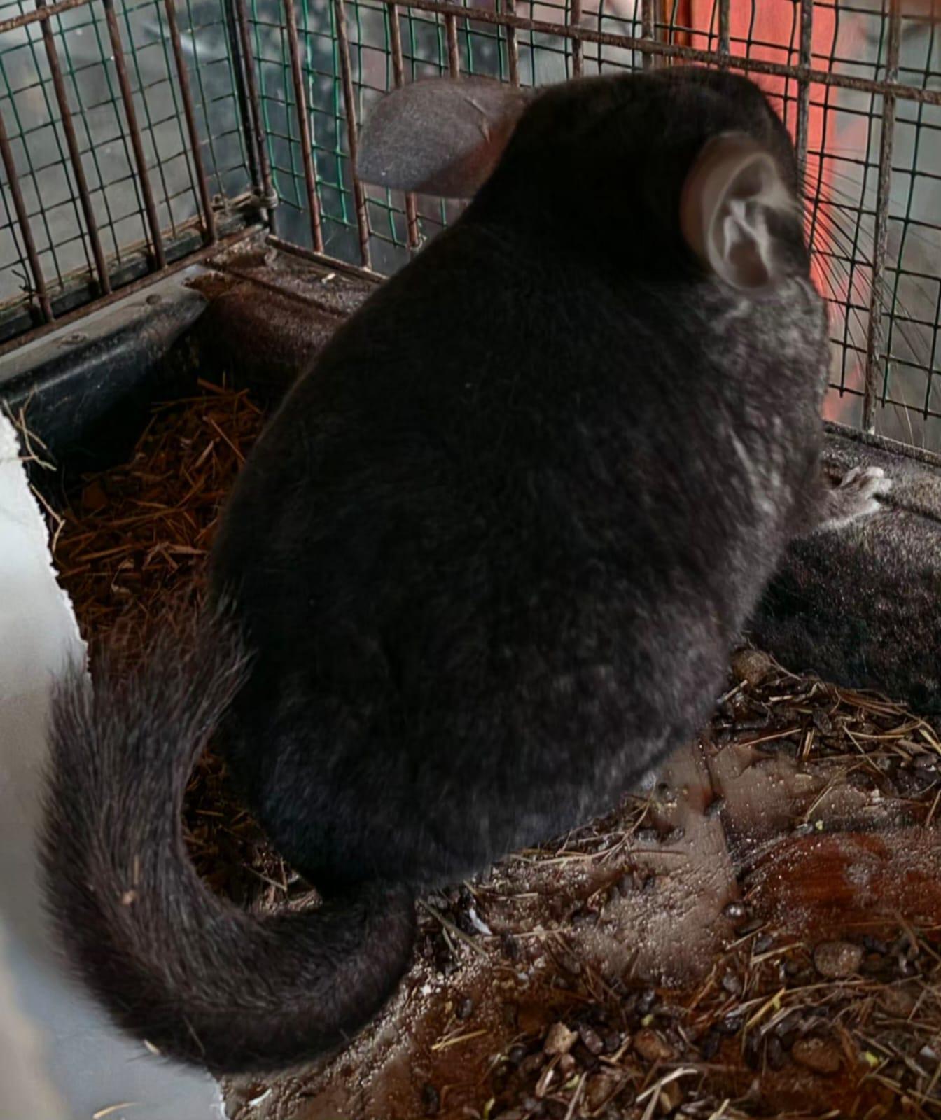 Chinchilla breeding pair