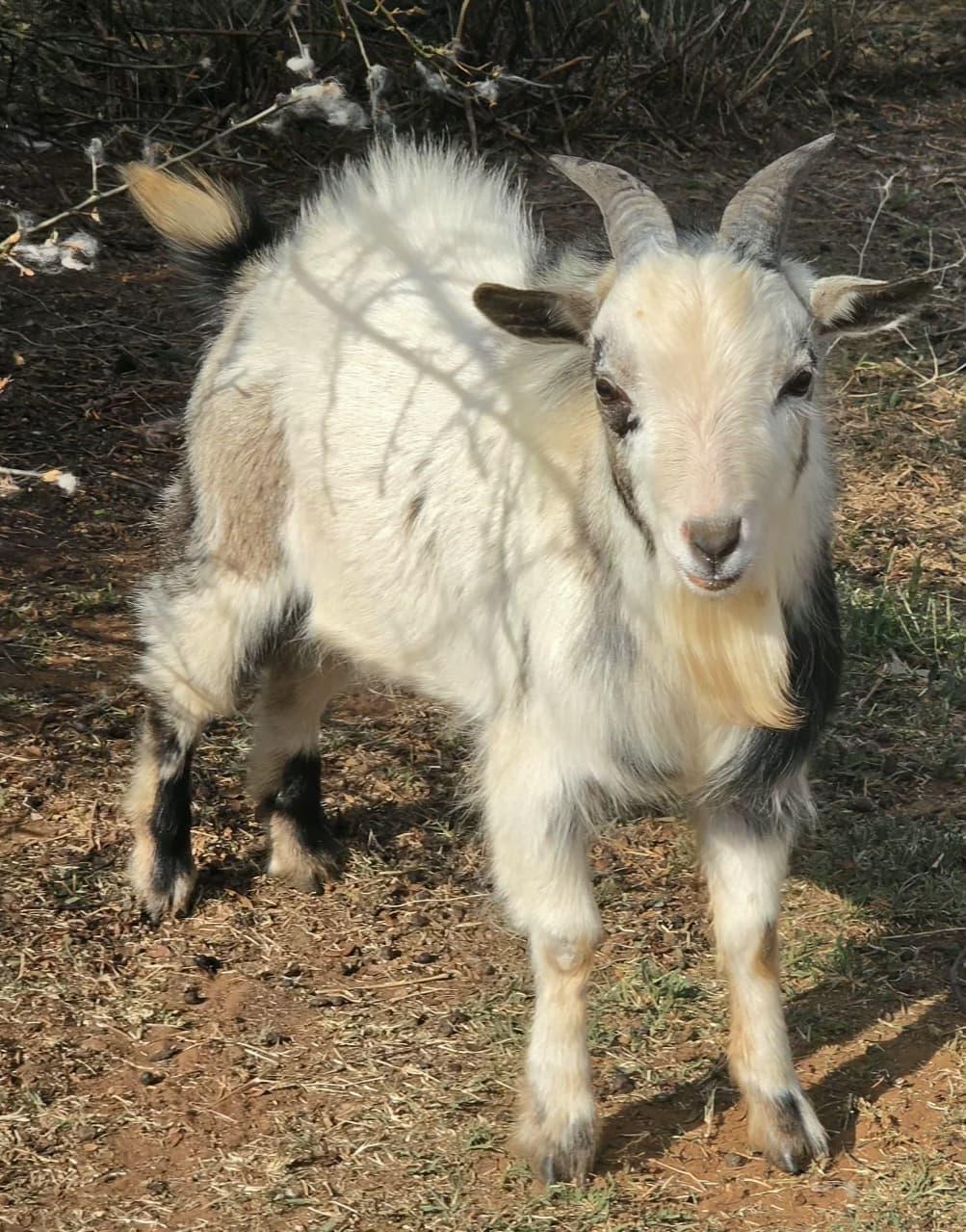 Shaggy Goat Ram