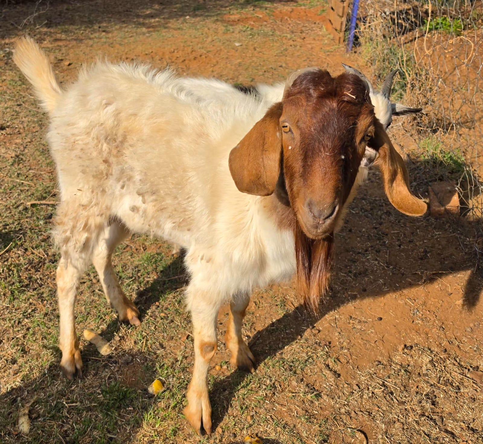 Goat Ram
