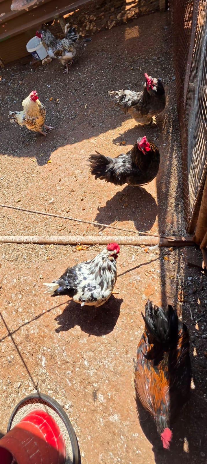 6 x Easter Eggers