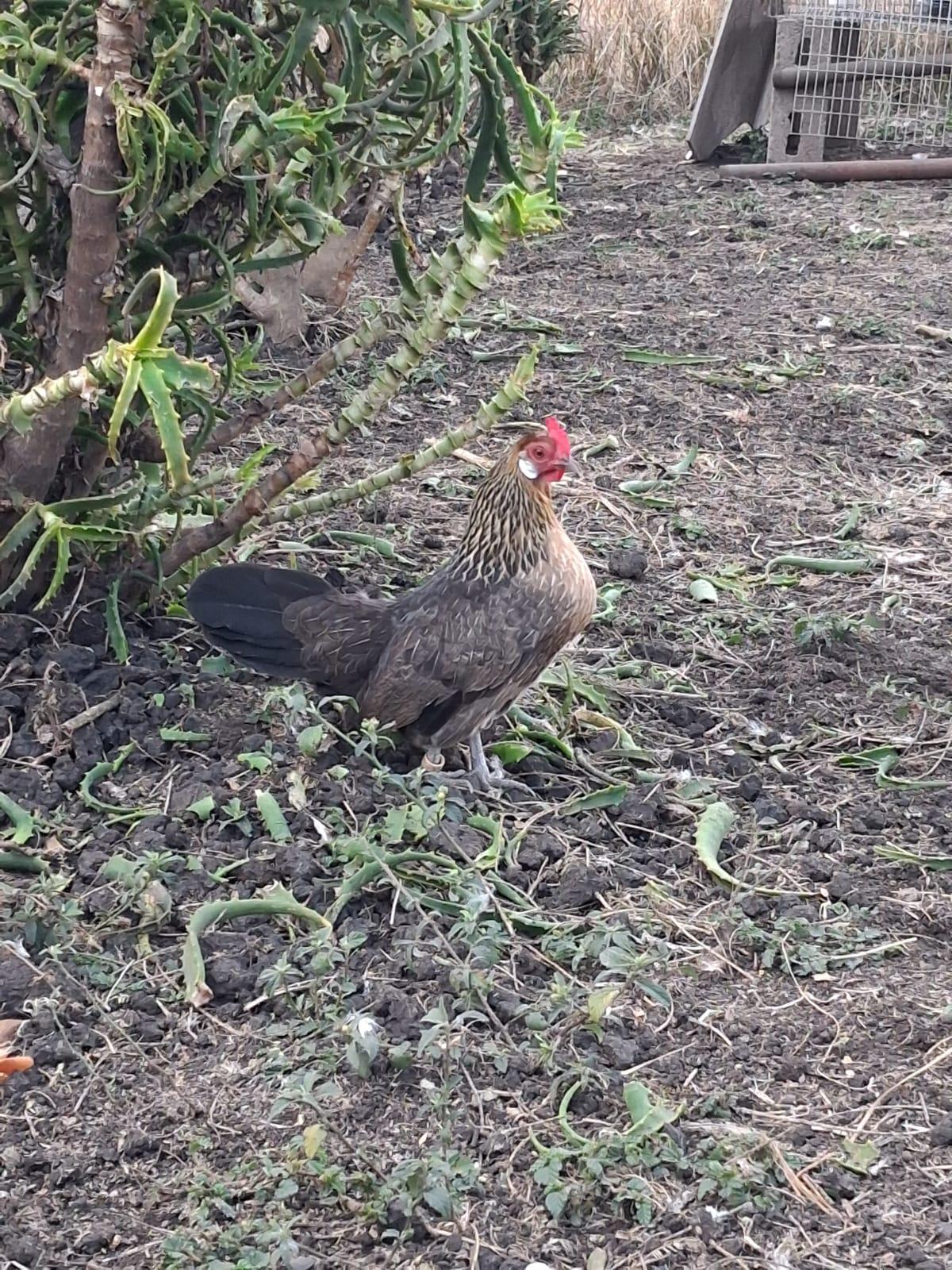 Dutch bantam hen