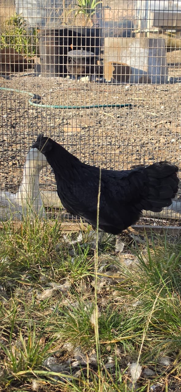 Ayam Cemani Hen