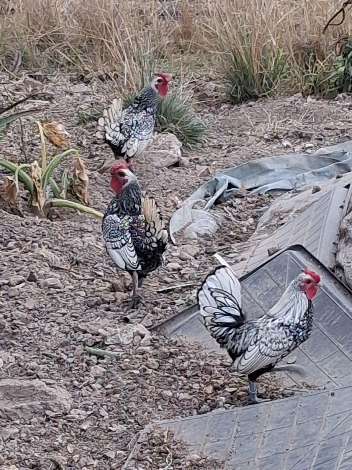 3 silver Sebright cocks