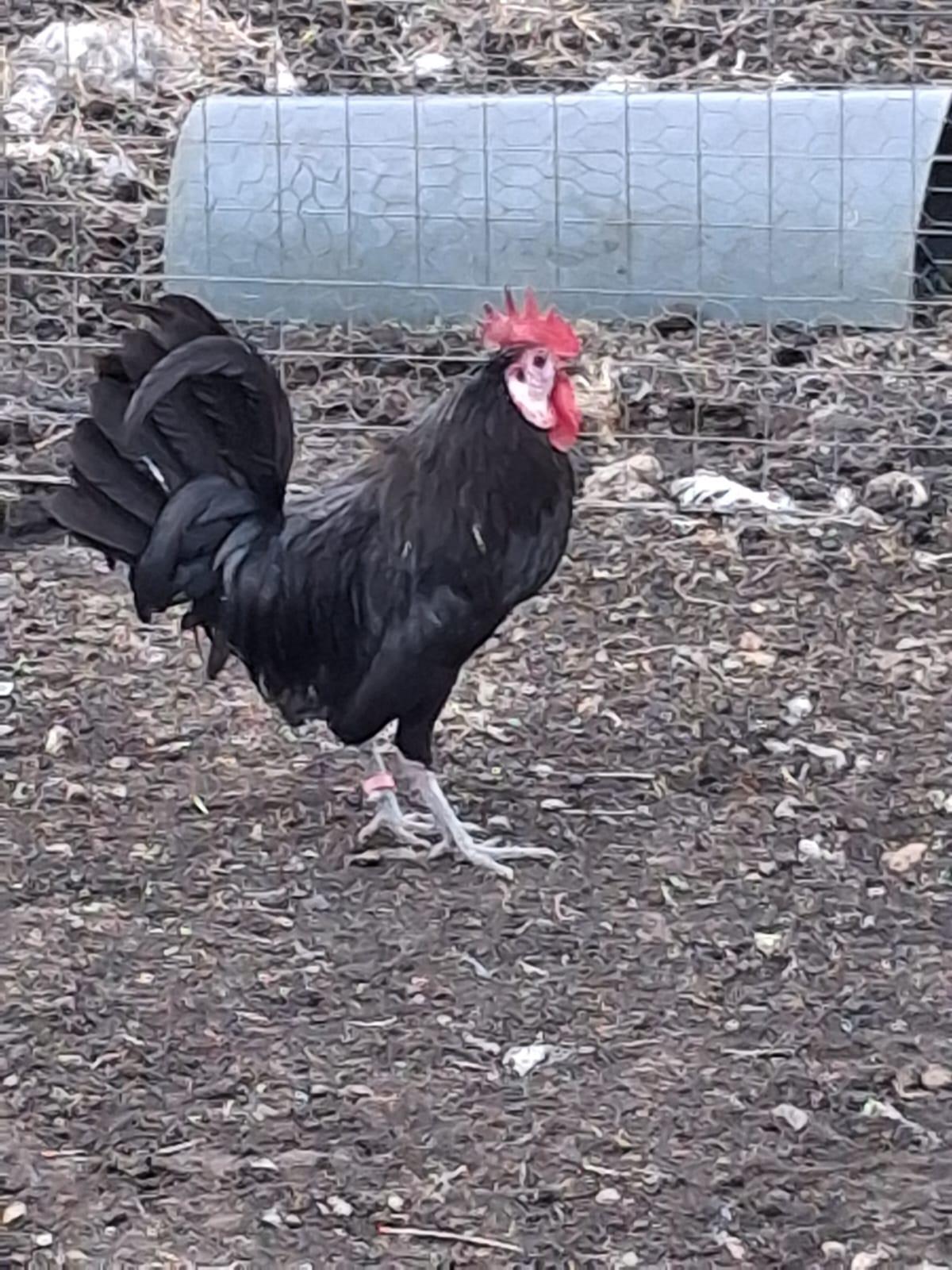 White faced black Spanish cock
