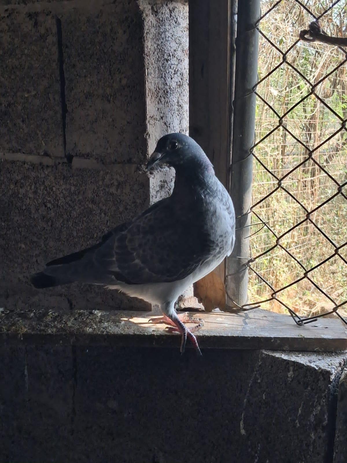 Young Homer Pigeon x 4